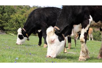 Fiera agricola primaverile 2025 - 27 aprile 2025