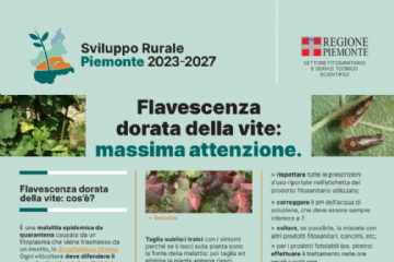 Flavescenza dorata della vite: aggiornate le misure fitosanitarie obbligatorie in Piemonte per il 2026